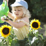 Çekmeniz gereken ayçiçeği çeşidi (ve bunun yerine ne ekilmeniz gerekir)