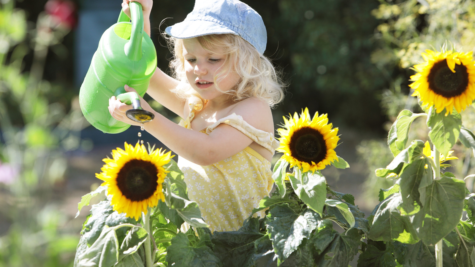 Çekmeniz gereken ayçiçeği çeşidi (ve bunun yerine ne ekilmeniz gerekir)