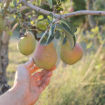 Ağacınızdaki armutların olgun ve seçmeye hazır olup olmadığını test etmenin kolay yolu