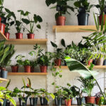 Herhangi bir toprak kullanmadan içeride büyüyebileceğiniz güzel ev bitkisi