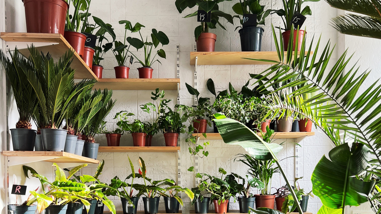 Herhangi bir toprak kullanmadan içeride büyüyebileceğiniz güzel ev bitkisi