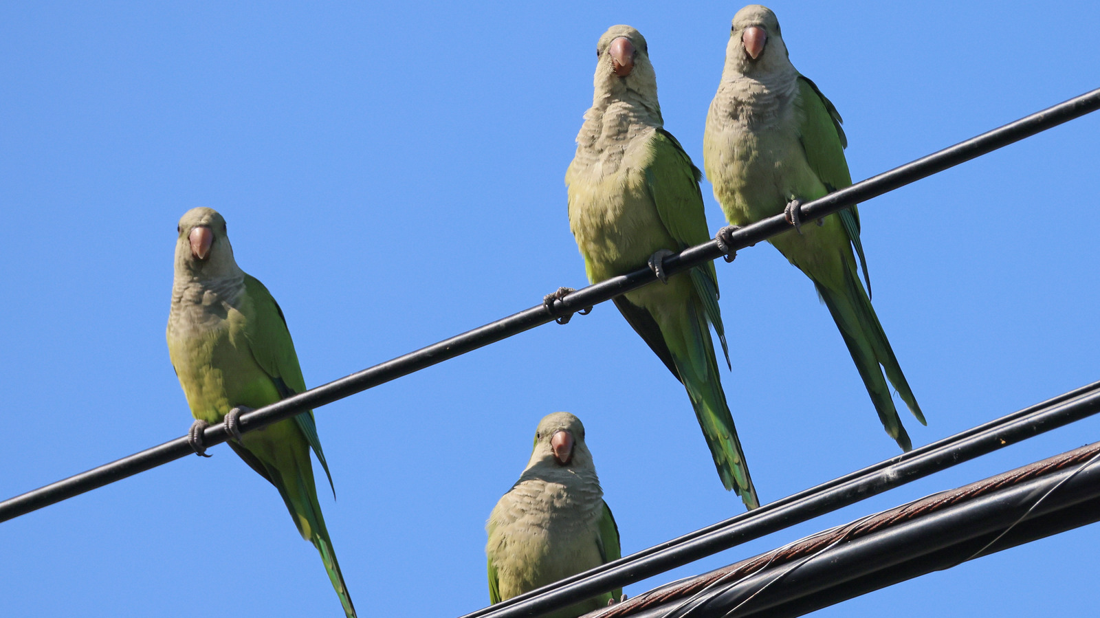 Vahşi papağanlar hiç arka bahçe kuş besleyicisini ziyaret ediyor mu? İşte bulduklarımız