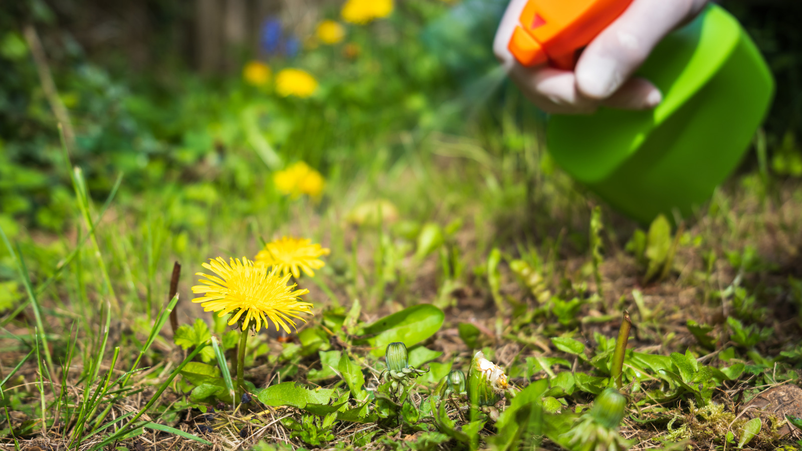 Popüler bir mutfak malzemesini kullanarak sinir bozucu bahçe otlarını öldür