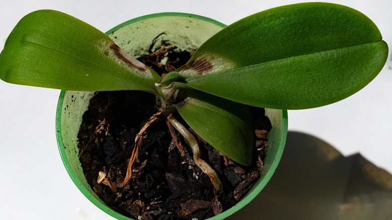 Yapraklarda ıslak toprak ve mantar enfeksiyonu olan orkide bitkisi