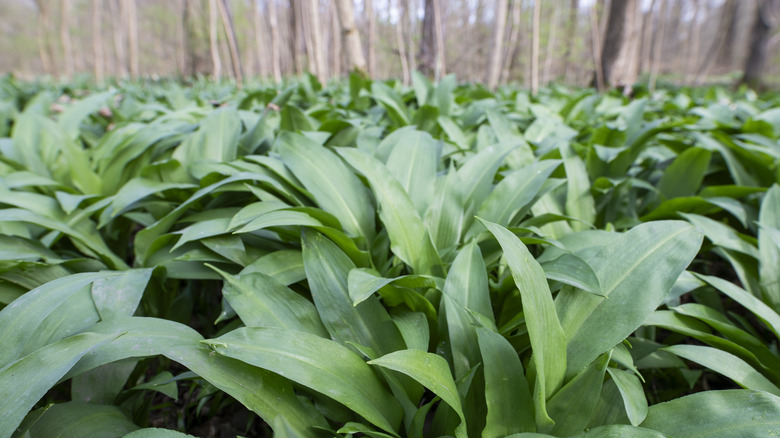 Bir ormanlık alanda büyüyen bir rampa kümesinin bir yakınlığı