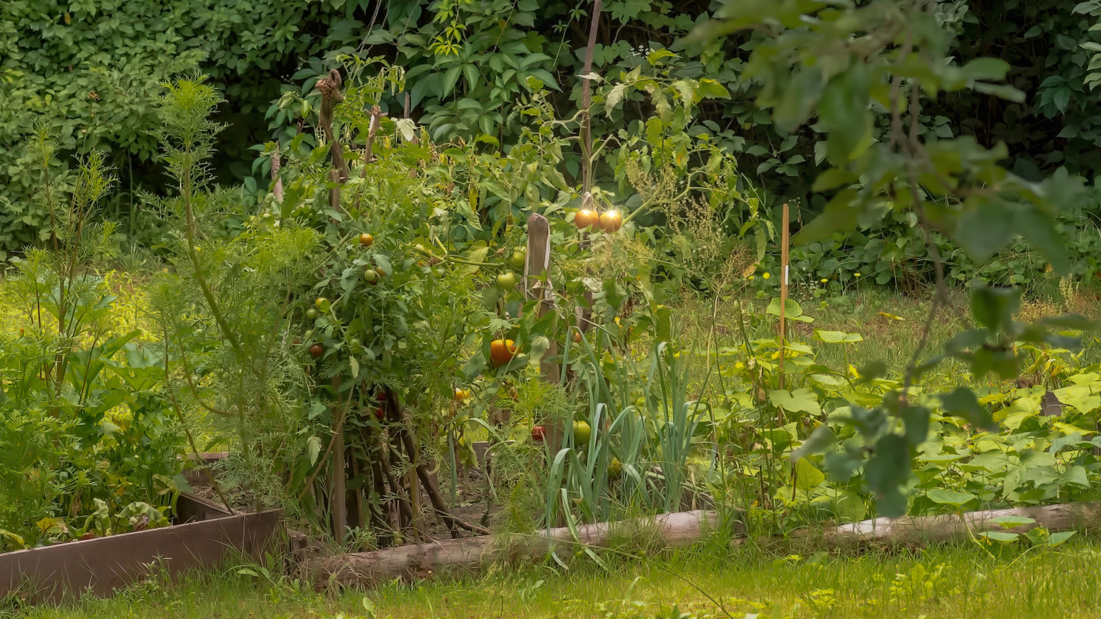 Soğan benzeri vahşi bitki bahçenizden yem yapabilirsiniz