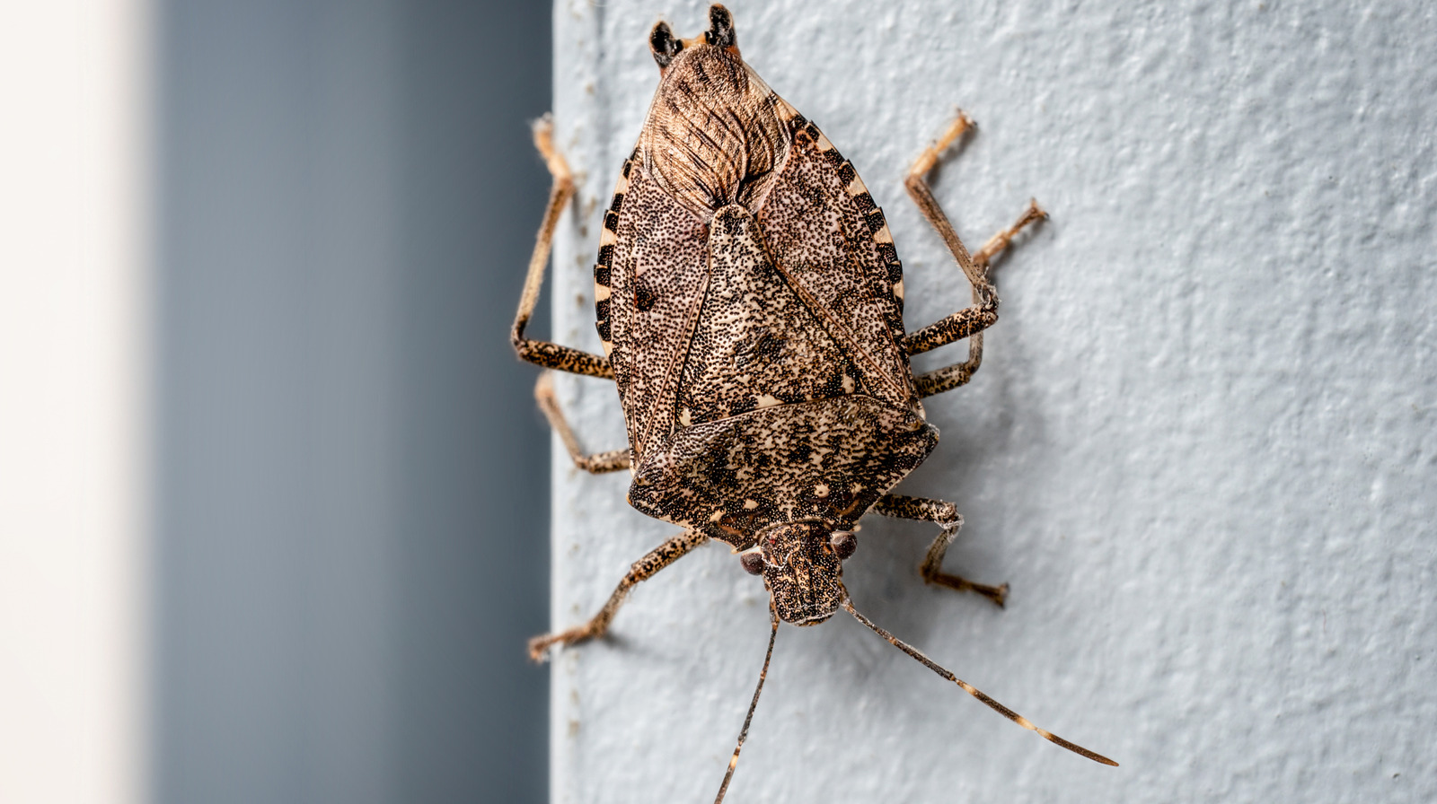 Kokucu böceklerin evinizi istila etmesini önleyebilir misiniz? İşte bulduklarımız