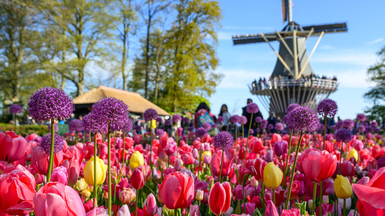 Bir yel değirmeni sahnesinin ön planında farklı renklerdeki çeşitli laleler büyür.