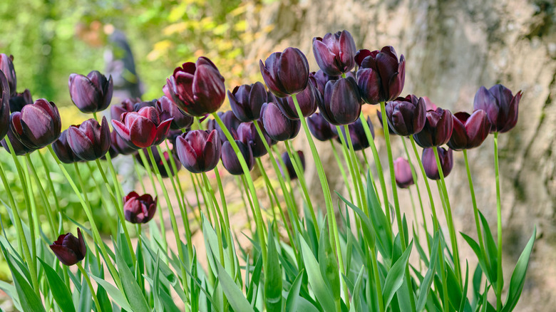 Siyah kahraman gibi koyu morumsu-kırmızı laleler, büyük bir ağacın önündeki ormanda büyür.