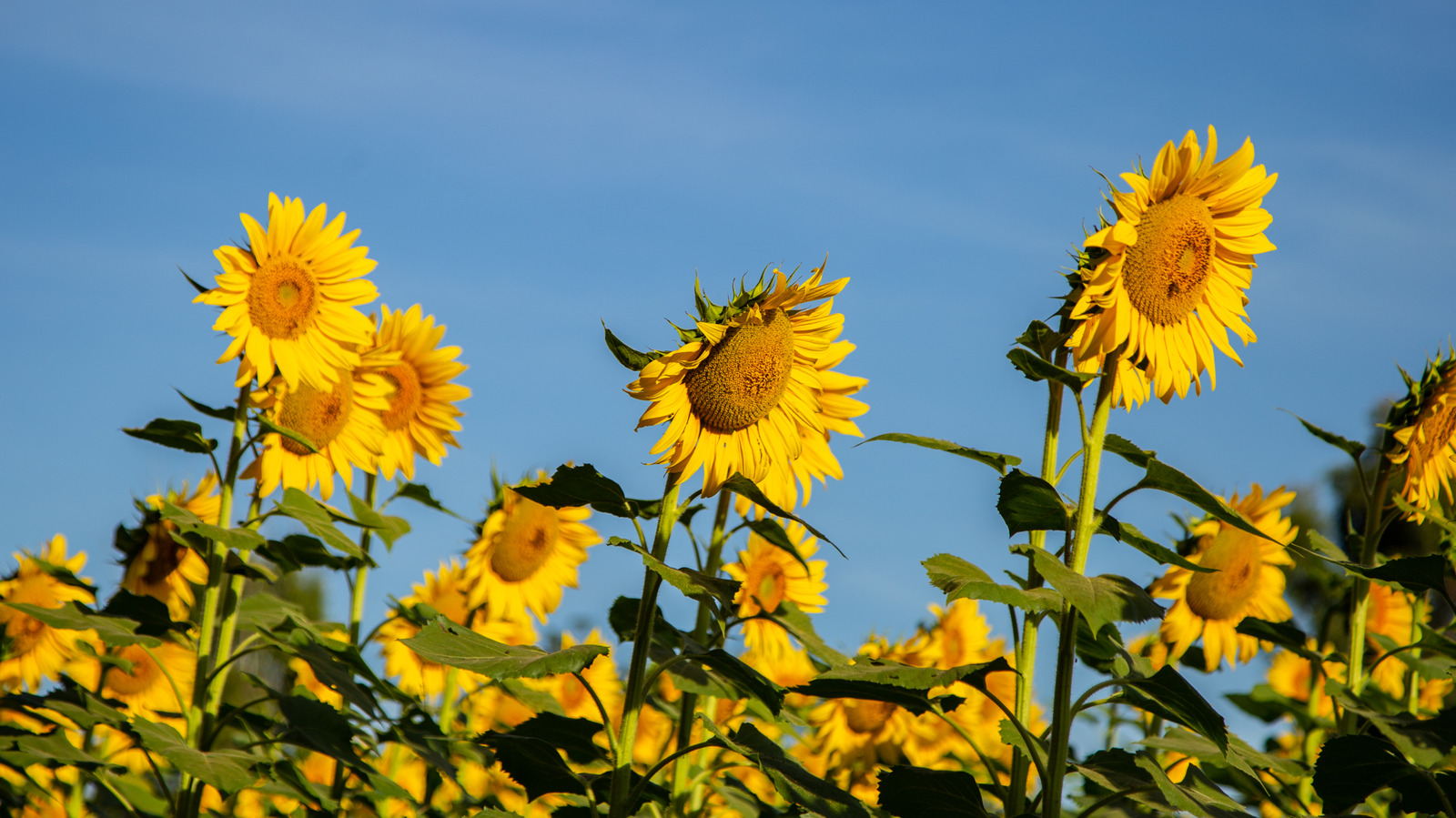 Komşuları etkilemek için dünyanın en yüksek ayçiçeği büyüyebilirsiniz