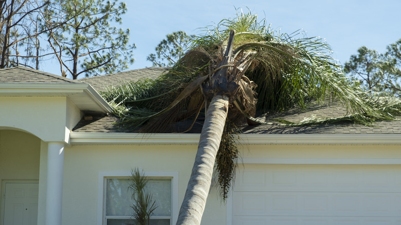 Palmiye ağacı bir kasırgadan sonra eve düştü.