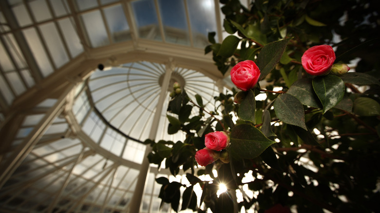 Chiswick House Bahçeleri'nde Middlemist'in Kırmızı Kamellia