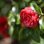 Bu güzel çiçek dünyanın en nadir çiçeklerinden biridir, ama evde büyütebilir misiniz?