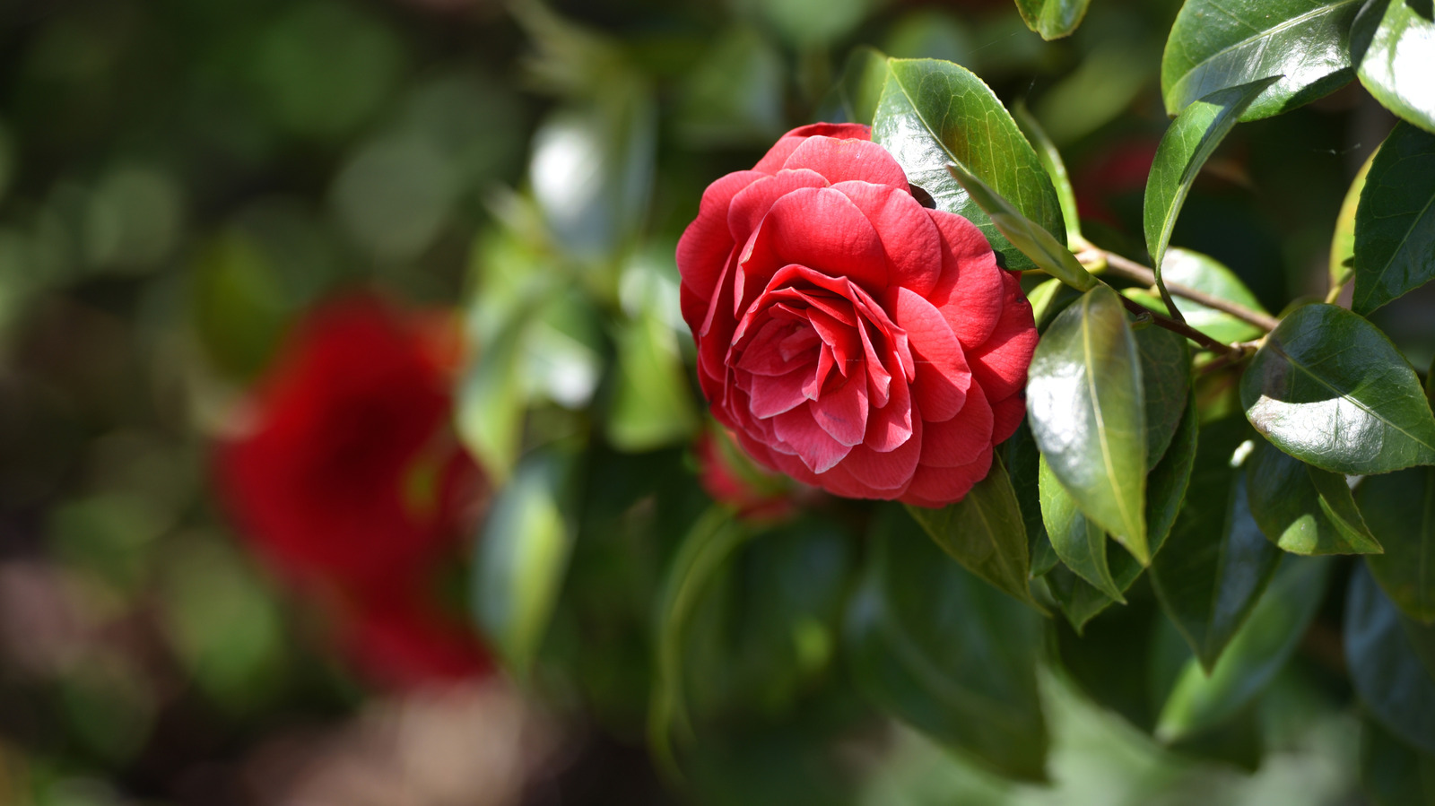 Bu güzel çiçek dünyanın en nadir çiçeklerinden biridir, ama evde büyütebilir misiniz?