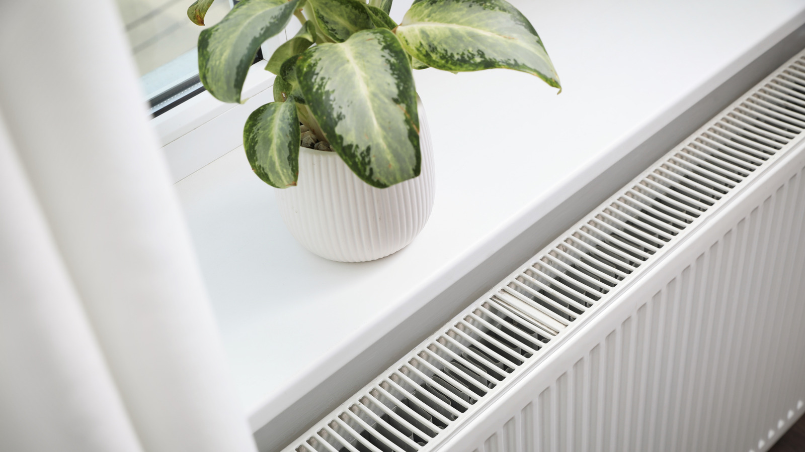 Houseplants gerçekten ısıtıcıların yanında gelişebilir mi?