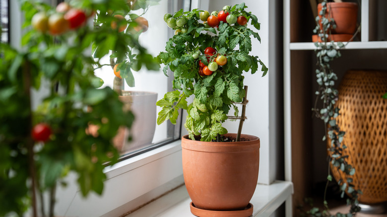 Bir pencere üzerinde büyüyen domates bitkisi.