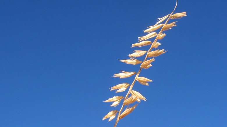 Yan Yulaf Grama, erozyonu kontrol etmek için harika bir bitki olan mavi gökyüzü zeminine karşı büyüyor