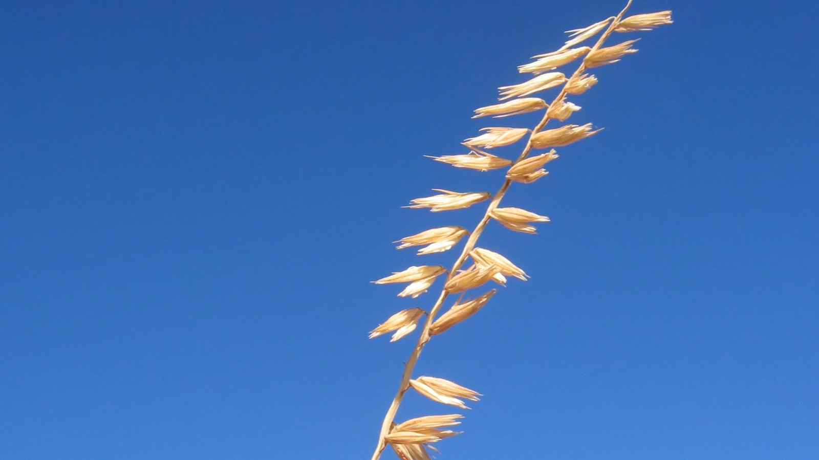 Eğimli bahçelerde erozyonu kontrol eden büyümesi kolay yerli çim