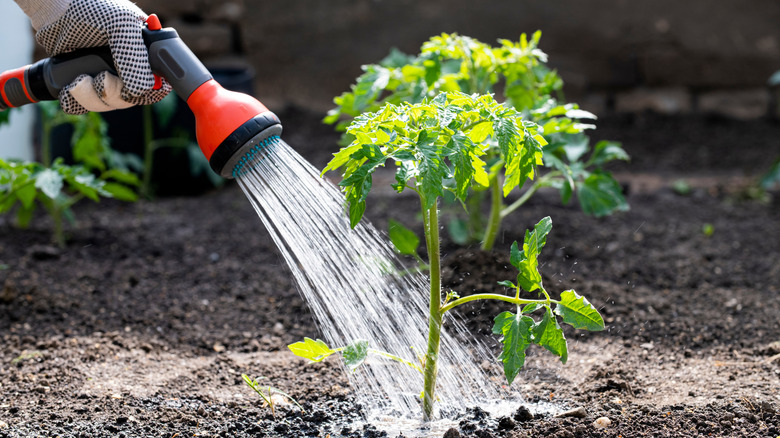 Eldivenli el tutma hortumu püskürtücü sulama genç domates bitki.