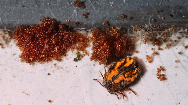 yumurtalarının yanında oturan bir kene