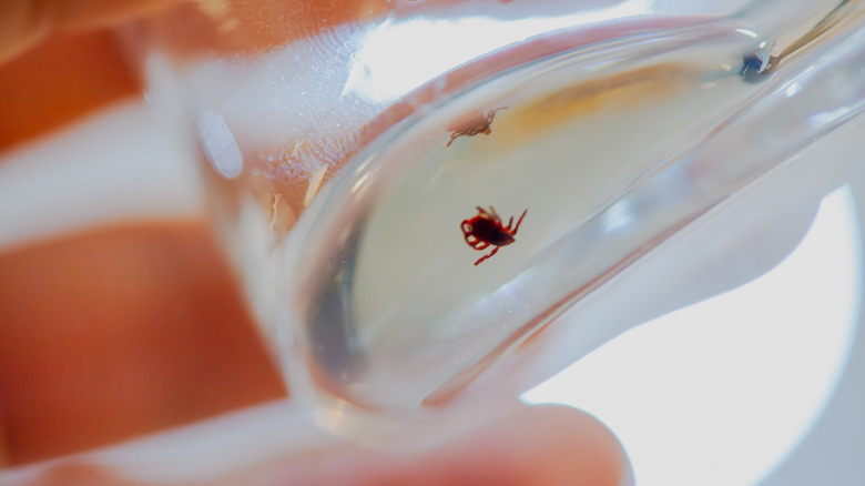 Alkolla dolu bir beherin içine batırılıyor