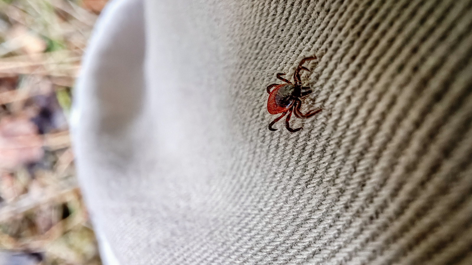 Evinizde ve dışarıdaki kene yuvaları nasıl tanımlanır (ve daha sonra ne yapmalı)