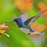 Bu kolay DIY bir besleyici olarak ikiye katlanır ve bahçenize akın eden sinek kuşları olacaktır