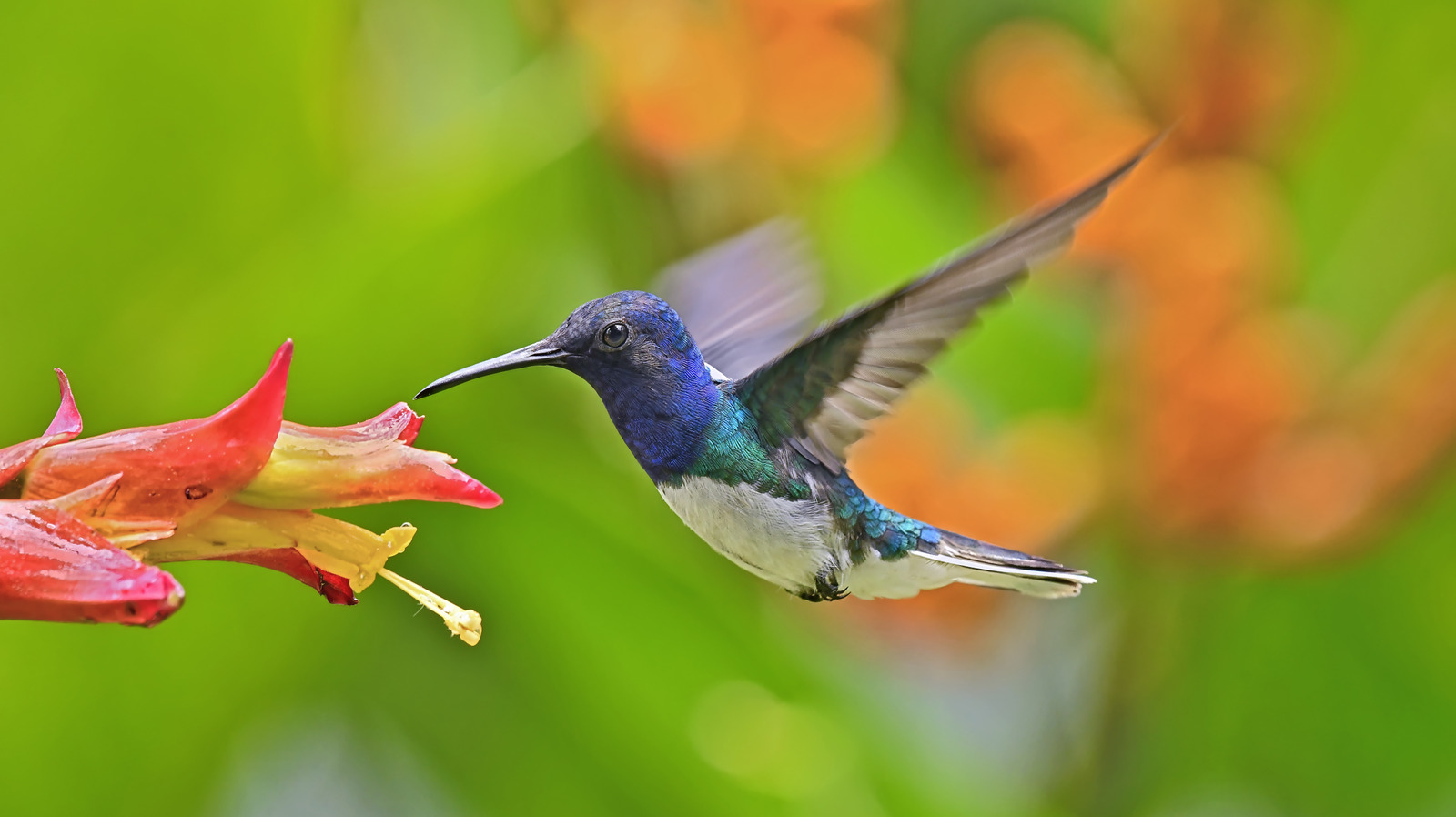 Bu kolay DIY bir besleyici olarak ikiye katlanır ve bahçenize akın eden sinek kuşları olacaktır