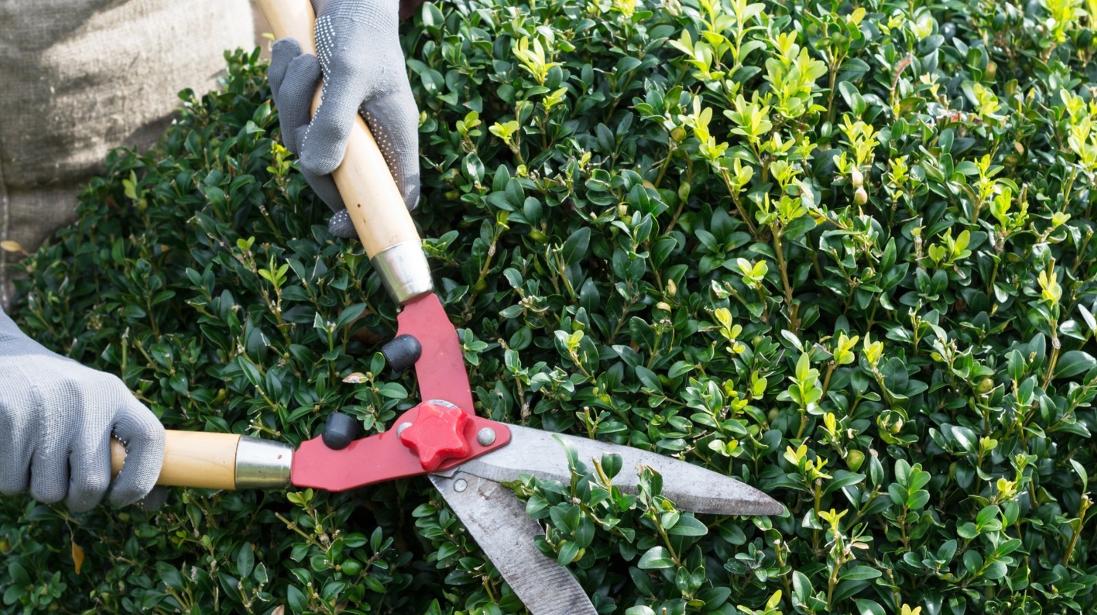 Şimşekleri sonbaharda kesmeli veya bahara kadar beklemeli misiniz? İşte bulduklarımız