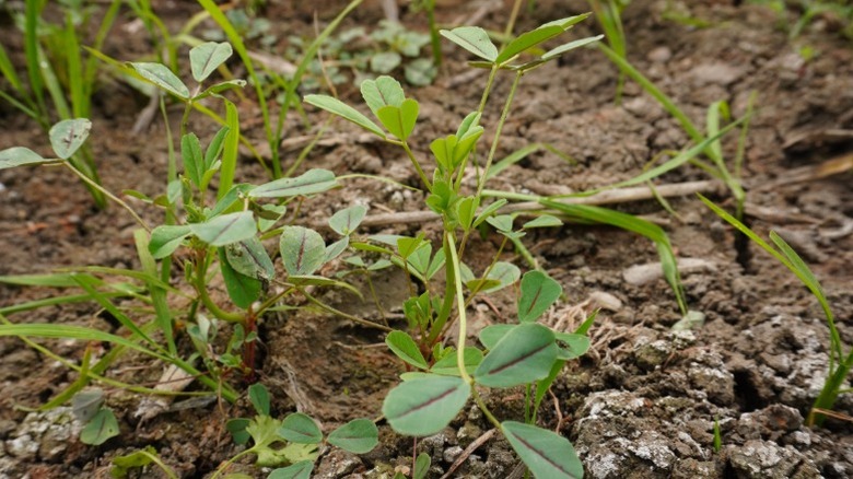 Berseem Clover'ın ince bir kapağı
