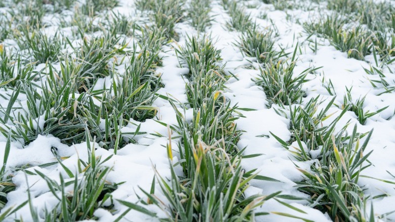 Kar altında kış buğday alanı