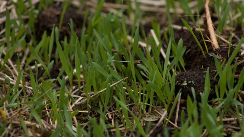 Kış çavdar fidelerinin yakınlığı büyüyen