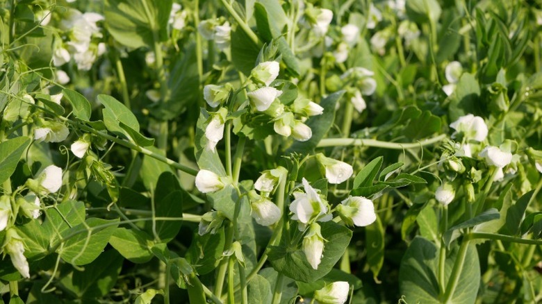 Beyaz çiçekli bezelye kapak mahsulünün kapanması