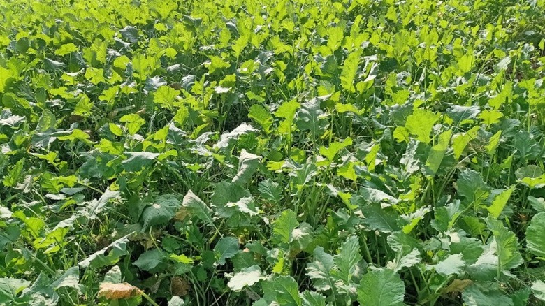 Yağlı tohum turp örtüsü mahsulünün kalın büyümesi