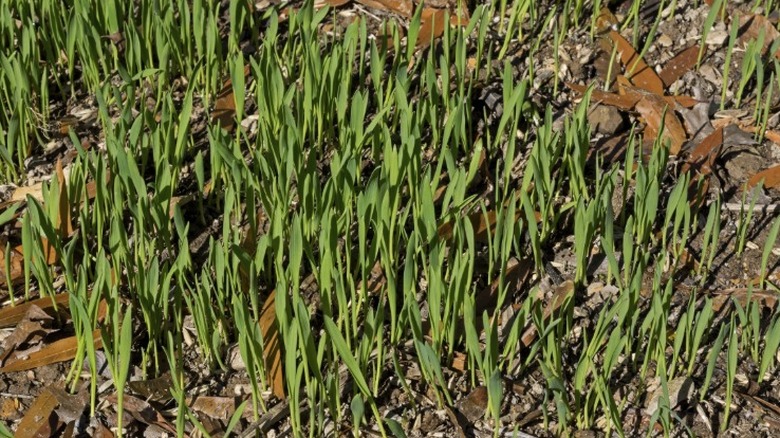 Yulaf fideleri sonbaharda kapak mahsulü olarak büyüyen