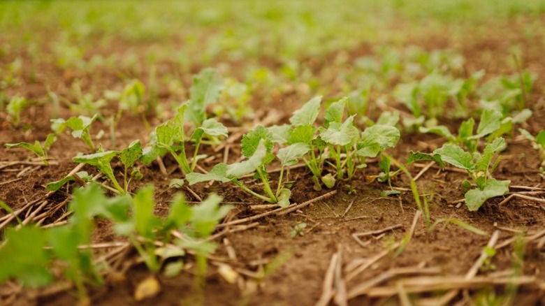 Sonbaharda büyüyen ihale genç kolza tohumu