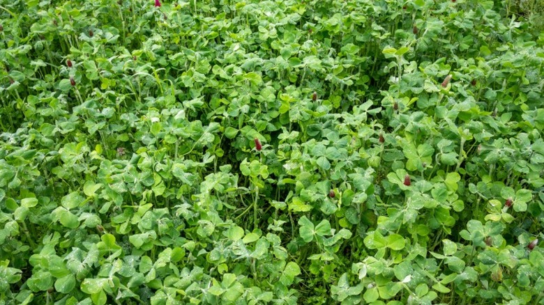 Kapak mahsulü olarak büyüyen kalın yonca tabakası