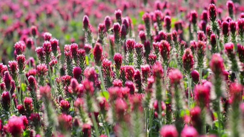 Kızıl yonca farklı pembe çiçekler