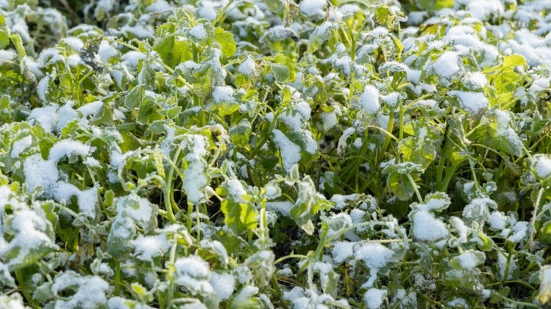 Karla kaplı hardal yeşillikleri kapak mahsulü olarak dikildi