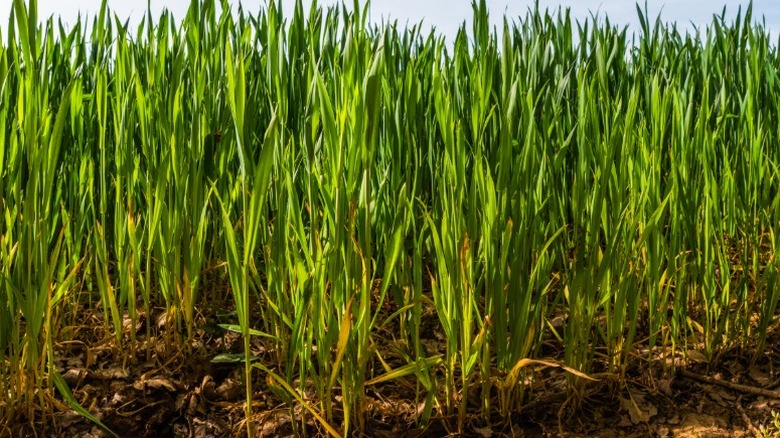 Arpa kapak mahsulü kümelerde büyüyen