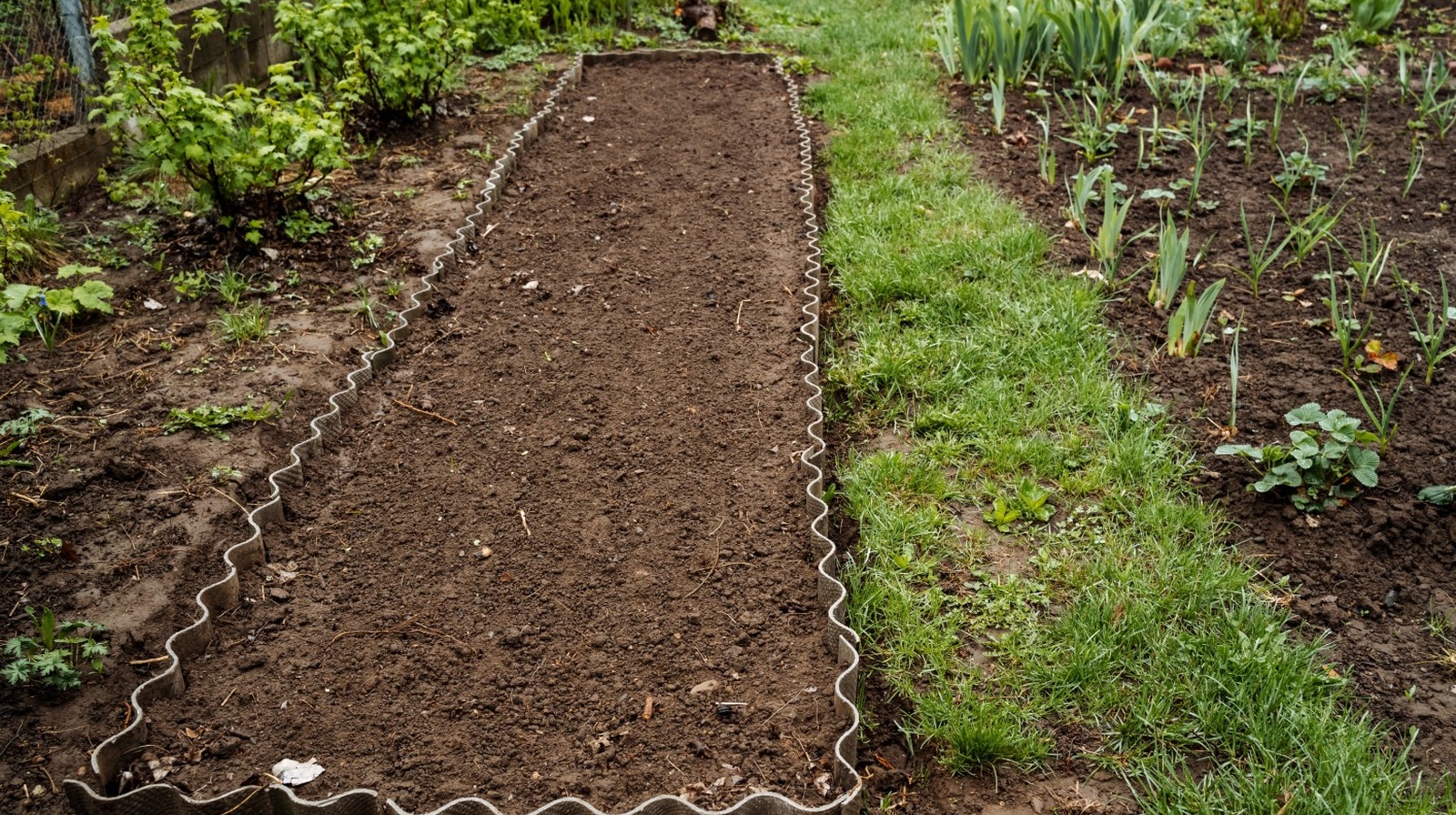 İlkbaharda sağlıklı bahçe toprağı için sonbaharda ekilecek bitkiler örtün