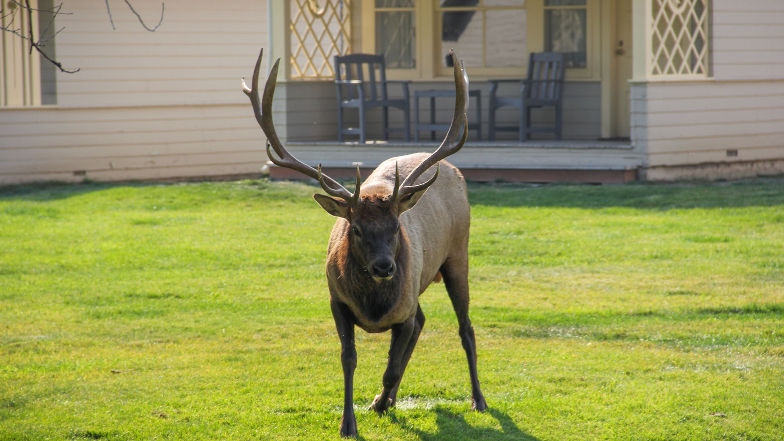 Elk'i bahçenizden uzak tutmanın en iyi yolu