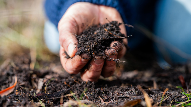 Bir avuç toprak tutan kişi