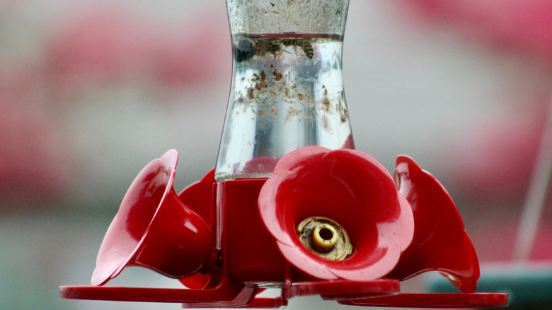 Kirli sinek kuşu besleyici