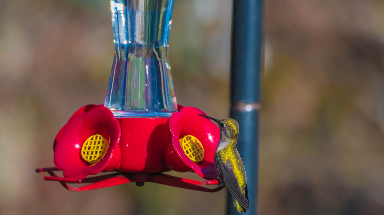 Bir besleyicide sinek kuşu