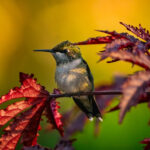 Sinek kuşlarının sonbahar boyunca ziyaret etmesini sağlamaktan kaçınmalı