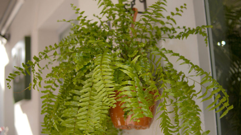 Bir pencerenin yanındaki bir odadaki bir kancadan asılı bir Boston eğreltiotu