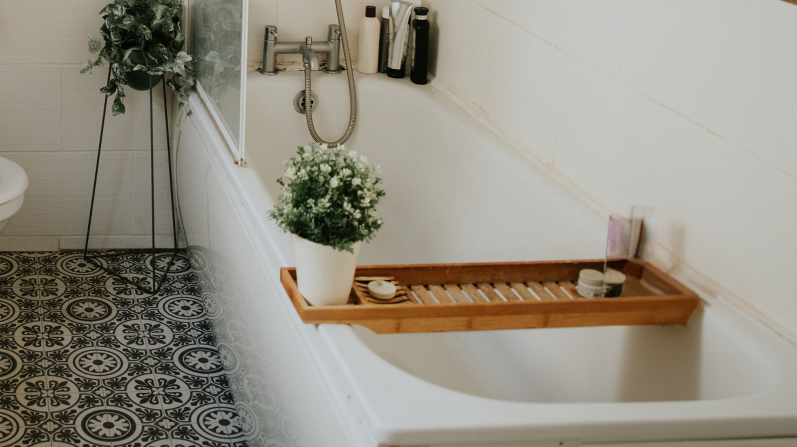 Buharlı banyonuzda gelişecek ortak ev bitkisi