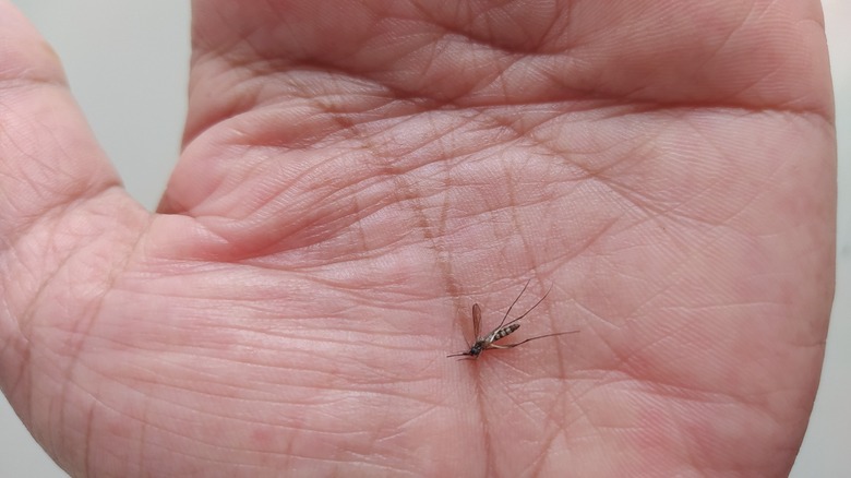 Aedes Aegypti sivrisinek