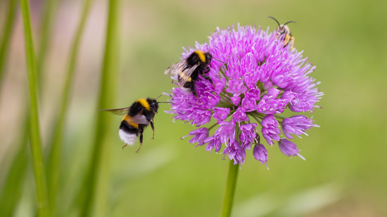 Çevresinde üç arı olan tekil bir açık mor allium çiçeklenmesinin yakın çekimi.
